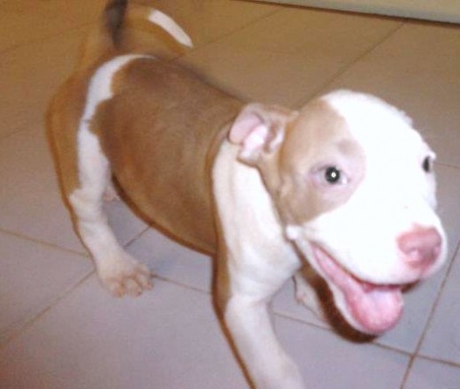 mi pitbull silver fawn  llamado morfeo (: